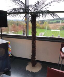 Echtblattpalme mieten