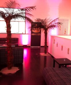 Echtblattpalmen mieten